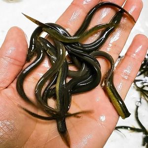 鲜活钓鱼小泥鳅 筏钓东北小金泥鳅垂钓活饵鱼 深水野钓打窝料泥鳅