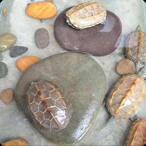 天然乌龟晒台爬台石头大号景观鹅卵石龟缸浮岛晒背石爬宠鱼缸造景