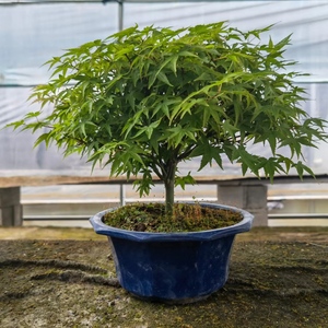 江南美丽家淘宝『禾园』日本清姬枫树红枫小品微型盆景盆栽原土原盆