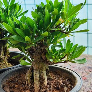 精品海星栀子花盆景茶桌书房办工桌盆栽素材四季长青芳香素雅清丽