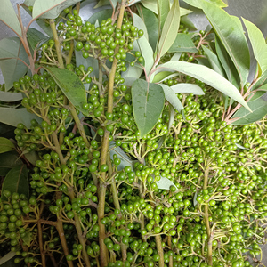 木姜子花苞山苍子籽木江子食用木浆子现摘新鲜山胡椒野生