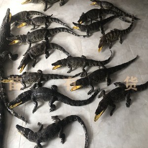 鳄鱼标本摆件真鳄鱼