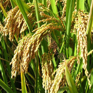 高产旱稻种子日稻旱1号旱稻种籽香米谷圆粒大米珍珠米种孑旱地种