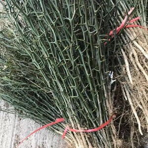 铁篱笆苗 庭院护院带刺花卉植物枳壳苗枸橘苗绿篱带刺防盗树苗