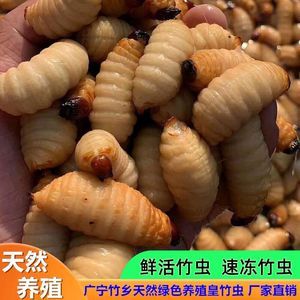 鲜活竹虫竹蛹竹笋虫蛹咀食用昆虫竹子虫椰子虫活体发货包邮包活