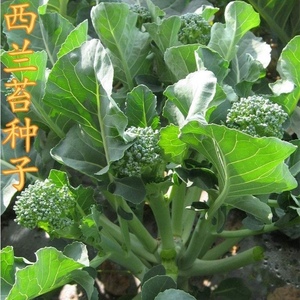 西兰苔种子西兰花种籽春季秋季蔬菜种孑西洋芥蓝菜籽西蓝花菜种孑