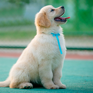 宠物狗金毛幼犬纯种拉布拉多狗狗活物泰迪小狗柯基小比熊犬博美