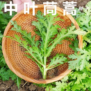 清香中叶茼蒿种子种籽蓬蒿光杆皇帝菜春季四季盆栽蔬菜菜籽孑阳台