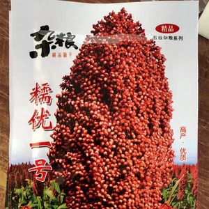 糯优1号 酿酒高粱种籽春季高产矮生甜高粱抗旱酿酒笤帚红高粱种子