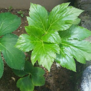 正宗日本明日叶苗明日叶种子小盆栽带原土发货易成活明日叶茶