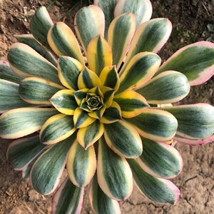 灿烂多肉法师赤霞飞手捧型绿植盆栽花卉植物奇趣阳台装饰