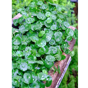 大叶子铜钱草水培植物水养鱼缸可用客厅办公室水培绿植植物金钱草