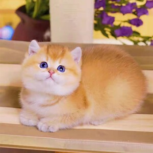金渐层幼猫活体银渐层宠物猫纯种ny12色矮脚英短小型英短金渐层