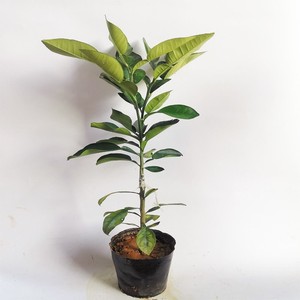 柚子树苗嫁接正宗容县沙田柚苗红心柚子树苗密柚苗带土叶广西发货