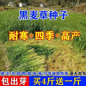 牧草种子多年生黑麦草四季宽叶高产养殖牛羊猪鸡鸭鹅鱼兔畜牧草籽