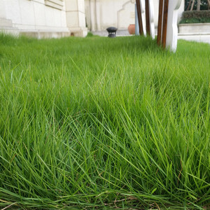 进口矮生草坪草籽早熟禾易活庭院别墅绿化草籽免修剪耐踏耐寒