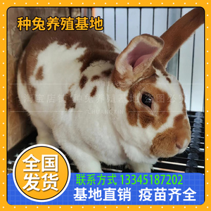 wushan1984215589487淘宝纯种彩獭兔种兔大型彩色兔子黑白花獭兔黄