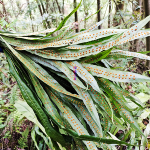 贵州七星剑江南星蕨 中药材旋鸡尾 瓦苇大星阙新鲜现采大叶骨牌草