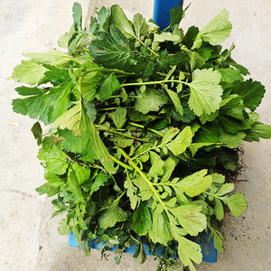 新鲜蓝布正南不正路边青水杨梅兰布正中药材凤凰窝现采食用头晕药