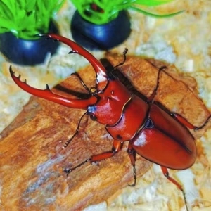 两点赤锯锹成虫血红发色甲虫特色爬虫爬宠锹甲小众另类宠物好养活