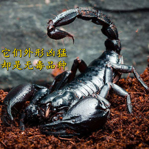 亚洲雨林蝎大号宠物蝎子1-19cm成体活体大黑蝎子温顺可上手送套餐