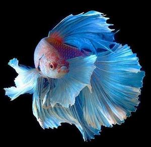 斗鱼直播间封面