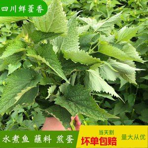 922人付款淘宝四川藿香苗鱼香盆栽茴香味五香食用霍香苗香草迷迭香