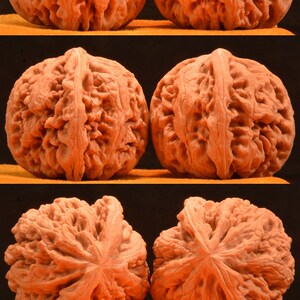 核桃把玩一对野生特大