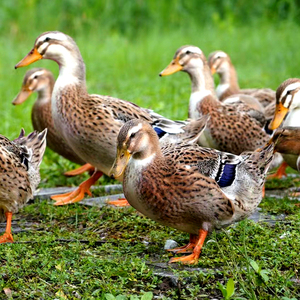 桂柳麻鸭整鸭广西生态散养整只无公害水生土鸭肉新鲜现杀老鸭子鸭