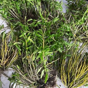 东润广西百色生鲜石斛金钗石斛紫皮石斛霍山石斛500g非人工种植