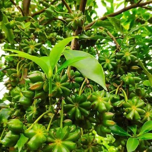 正宗嫁接八角苗矮化高产大红罗马东荣带土带叶实生苗广西发货特价