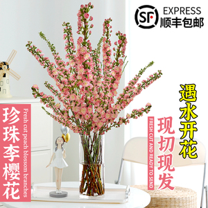 珍珠李鲜切花束干枝花卉植物室内客厅桃花枝水养吊钟绿植雪柳盆栽