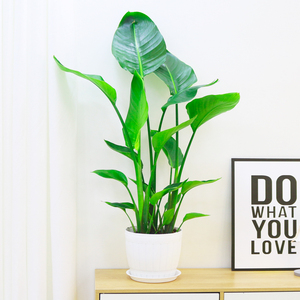 天堂鸟净化空气包邮