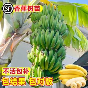 香蕉树苗南方北方芭蕉粉蕉小米蕉广东香蕉苗矮化盆栽耐寒果树果苗