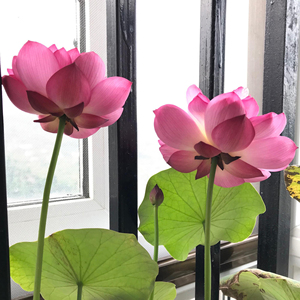 小微型荷花碗莲 【红裙】 盆栽水生植物观赏花卉种藕2022年