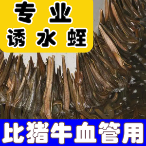 蚂蟥水蛭专用引诱剂诱捕剂水蛭捕捉器抓蚂蟥专用药引诱野外湿地湖