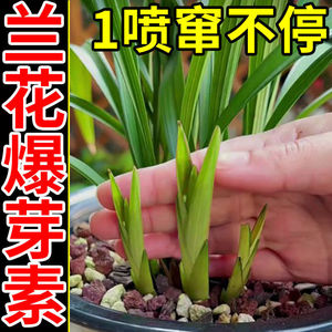 兰花专用爆芽剂兰花发芽素营养液生根防烂根药催芽催花爆根剂护根
