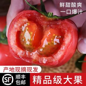 503人付款淘宝新疆自然熟西红柿新鲜3斤5斤沙瓤番茄子当季现摘水果