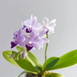 花语 原生蝴蝶兰 紫马丁 小茴紫 蓝宝石  大叶风兰