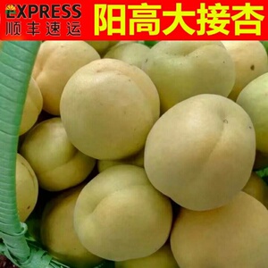 山西阳高大接杏新鲜水果杏子大黄杏阳高大京杏5斤装现摘现发大杏