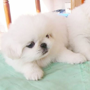 西安本地犬舍出售纯种京巴幼犬活体小型犬哈巴狗京巴犬白色宠物狗