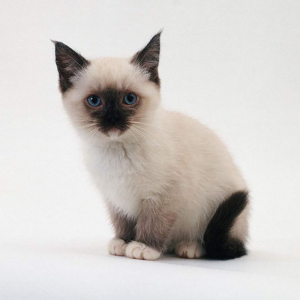 沈阳本地猫舍纯种纯种暹罗猫活体星罗猫泰国猫星逻猫小猫活物猫咪