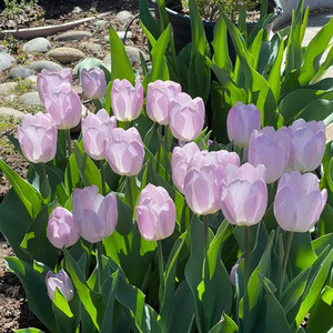 80542人付款淘宝5颗荷兰进口郁金香大种球大玻璃瓶水培套装水养花卉