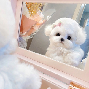 纯种比熊幼犬小型网红茶杯犬米奇耳飞耳比熊小体博美犬狗狗宠物狗