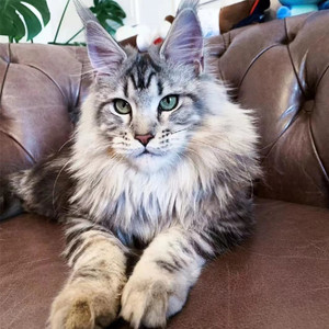 赛级纯种巨型缅因猫幼猫幼崽银虎斑烟灰色缅因宠物猫活体北京猫舍