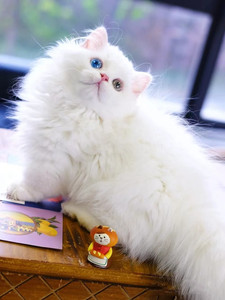 酷宝萌宠繁殖基地淘宝纯种金吉拉幼猫金吉拉猫矮脚纯白拿破仑曼基康