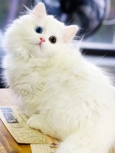 纯种金吉拉猫矮脚猫拿破仑短腿小猫咪白色长毛猫宠物猫幼猫活物