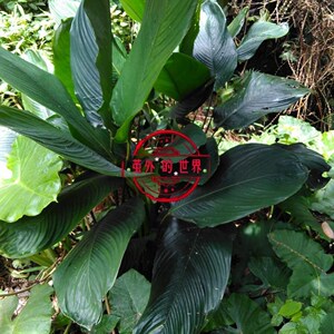 大粽子叶苗
