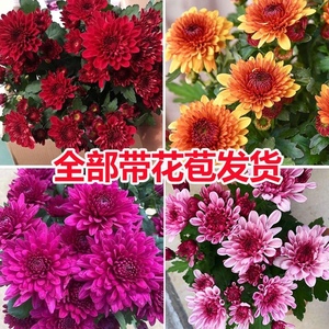 【带花苞发货】重瓣荷兰菊盆栽菊花大苗室内阳台花卉好养四季开花