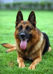 德国牧羊犬幼犬纯种黑背狼狗弓背德牧警犬锤系大头宠物小狗狗活体
